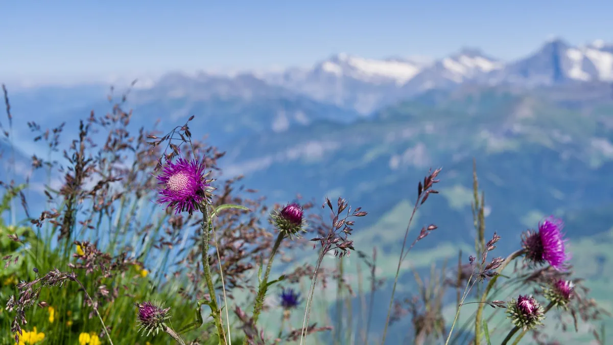 Vibrant purple thistles in full bloom amidst the Swiss Alps with a stunning mountain backdrop.