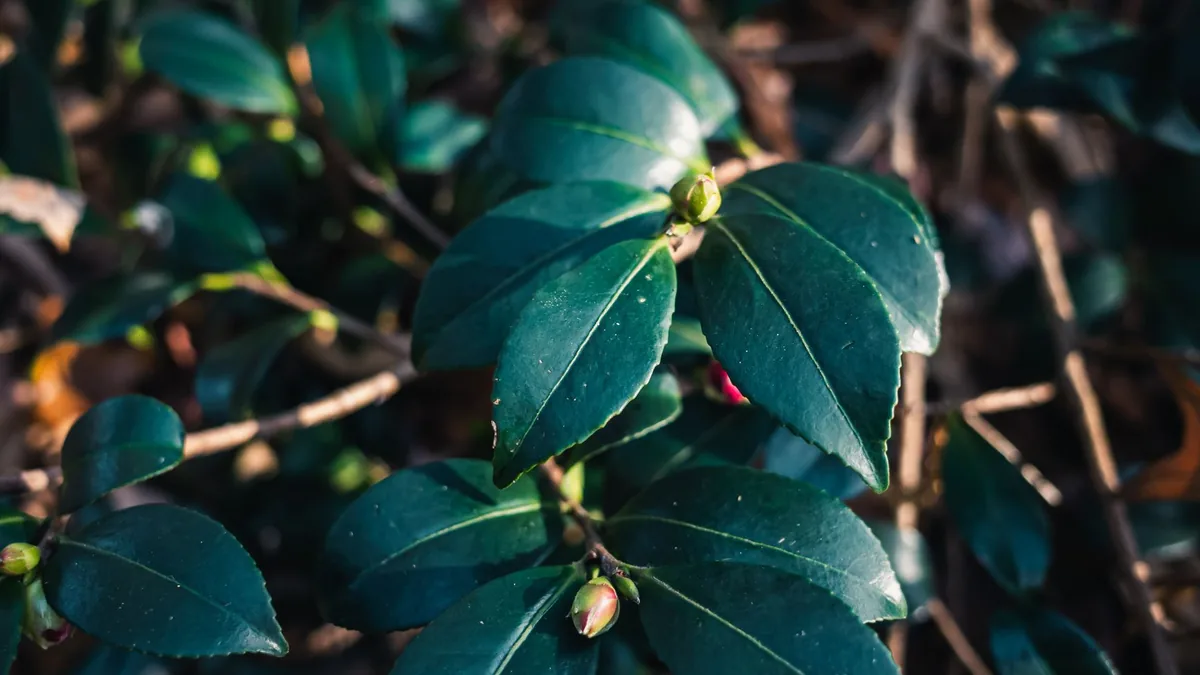 Detailed close-up of green leaves with budding flowers, captured outdoors in natural light.
