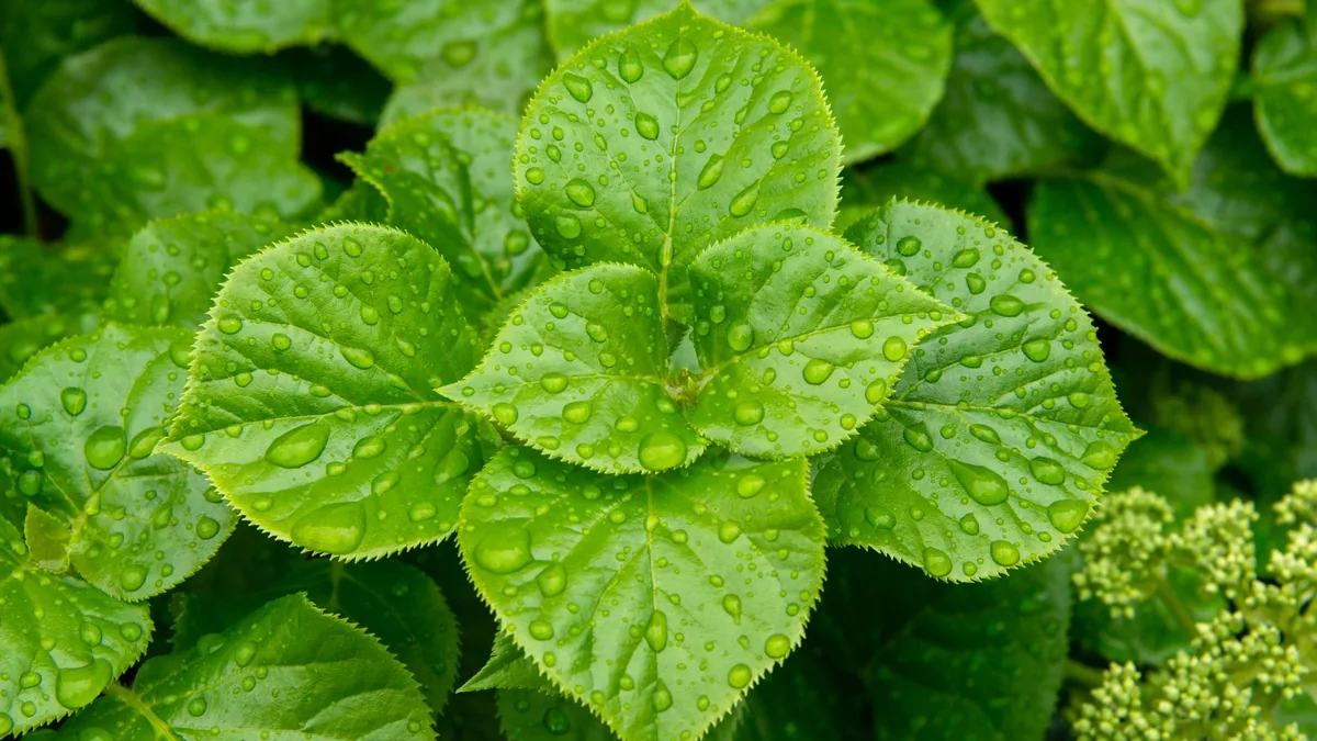 Close-up of fresh green leaves with water droplets after rain, showcasing nature's beauty.