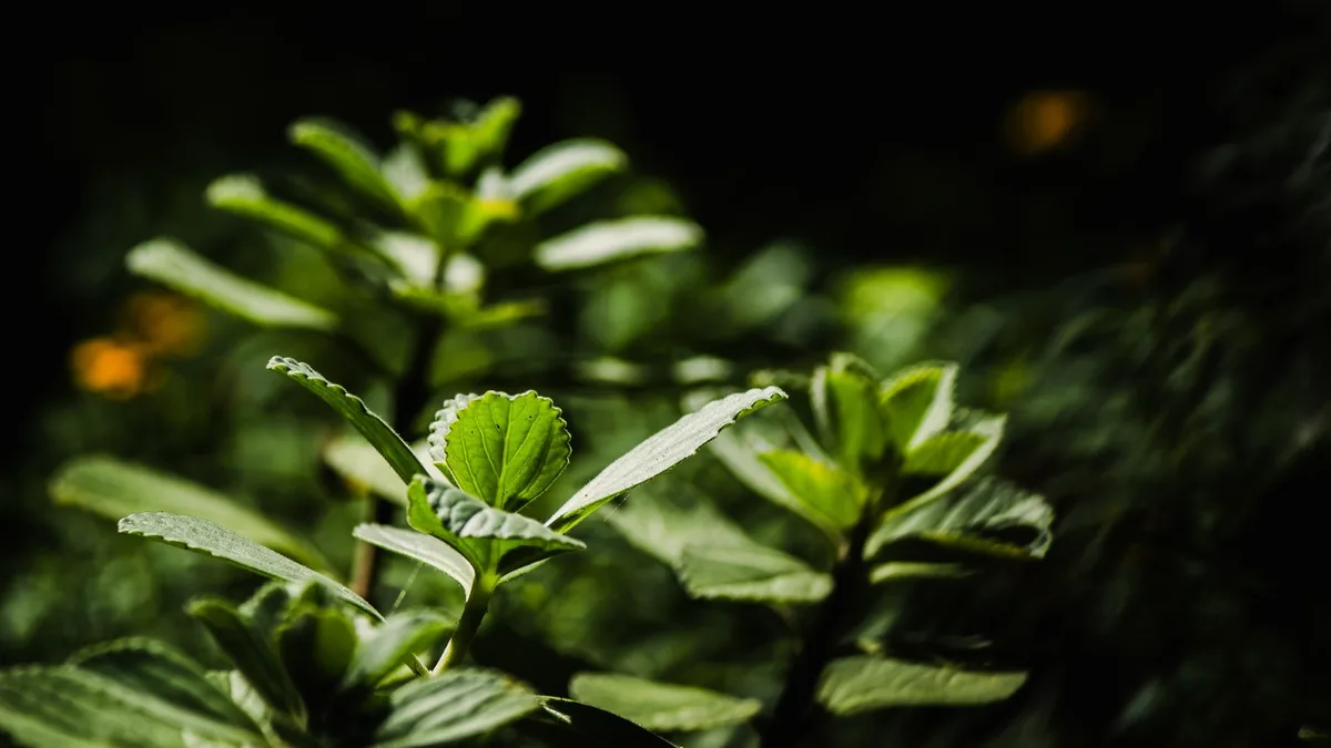 Ingredients of OxyDental Pro Explained