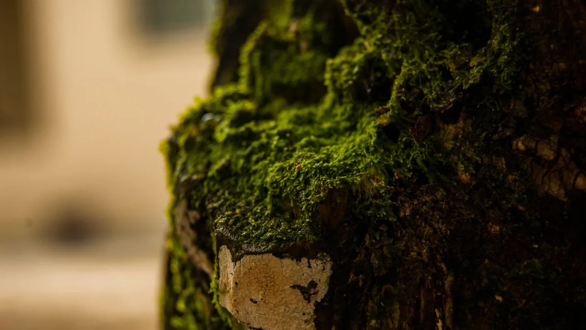 Detailed macro shot of vibrant green moss growing on rough tree bark in a natural setting.